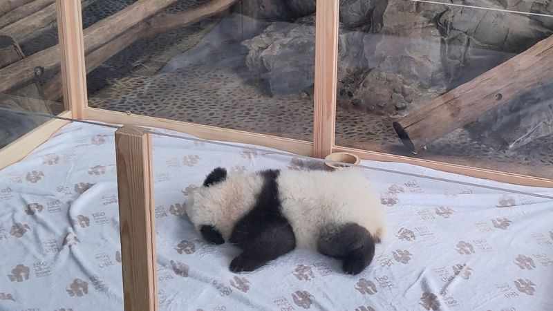 Panda-Nachwuchs im Berliner Zoo