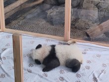 Panda-Nachwuchs im Berliner Zoo