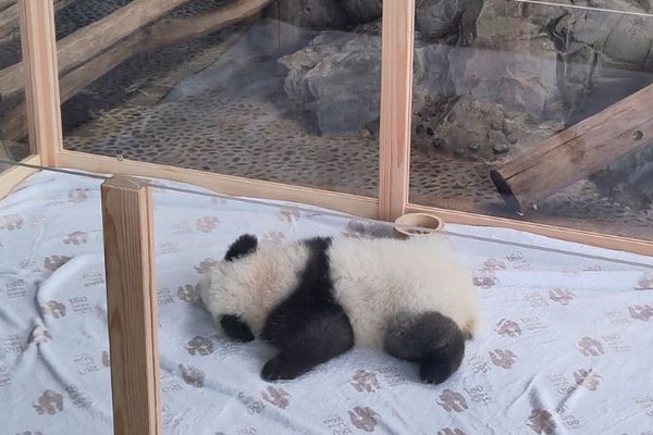 Panda-Nachwuchs im Berliner Zoo